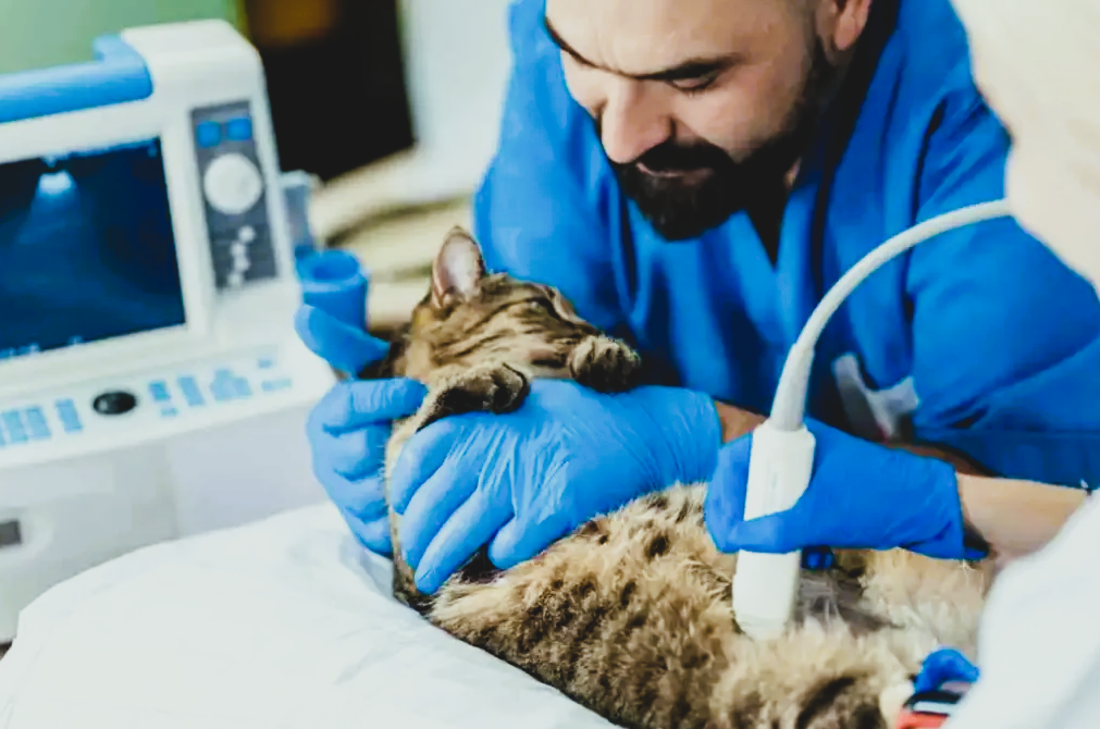 how much do vet techs make